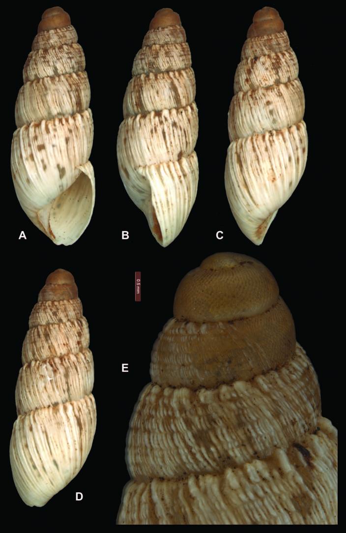 "Bothriembryon (B.) sophiarum sp. n. A–D holotype WAM S66478 (H = 14.4 mm) E Protoconch and early teleoconch sculpture; scale line 0.5 mm."